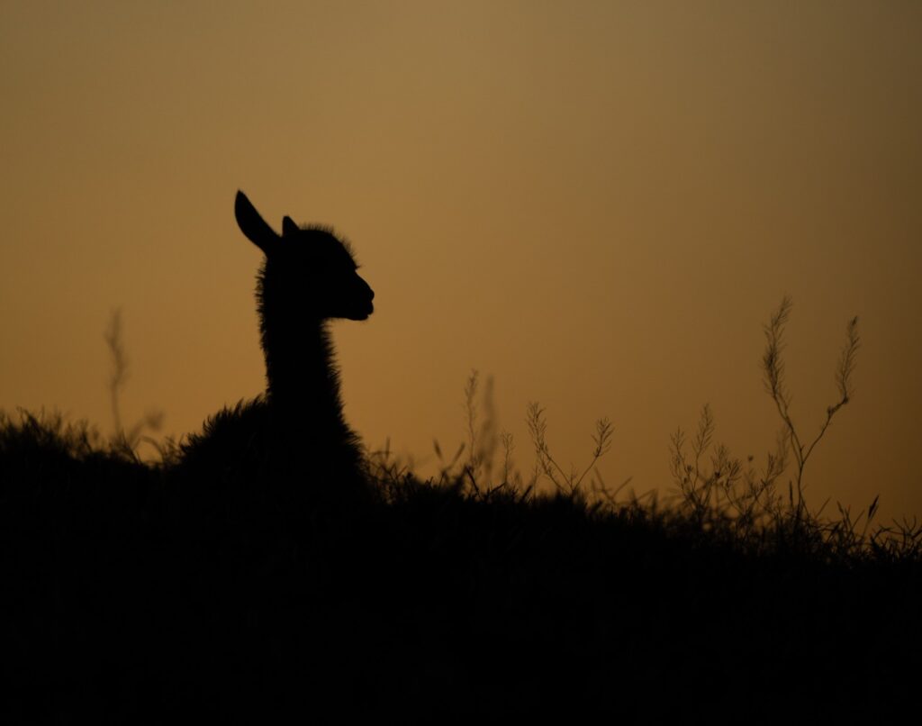 Avistaje de fauna en el noroeste de Santa Cruz