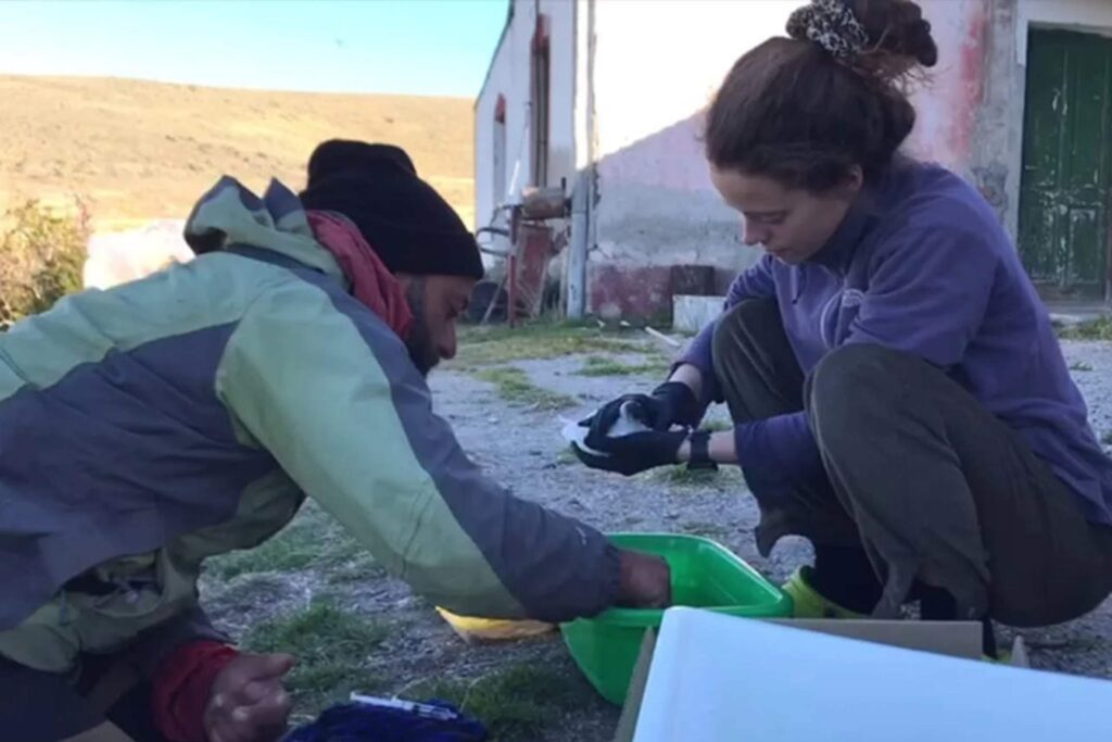 Rescate de macá tobiano en la meseta