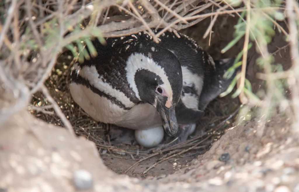 condena por matanza de pingüinos en Punta Tombo