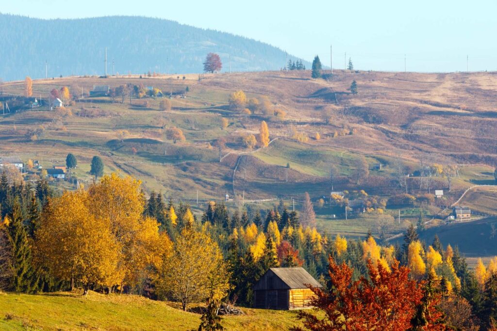 Bosques nativos en Esquel, restauración ambiental y créditos de carbono