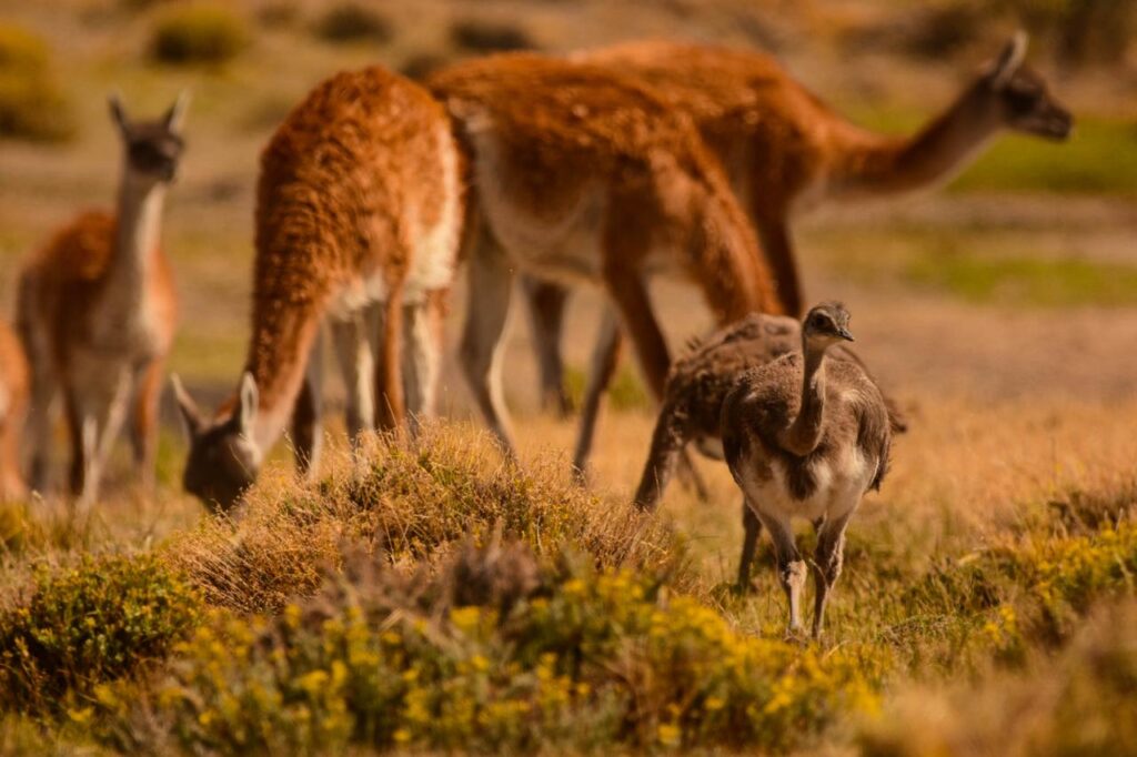 biodiversidad en Patagonia