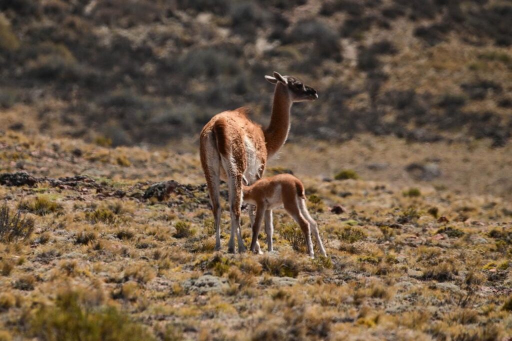 biodiversidad en Patagonia