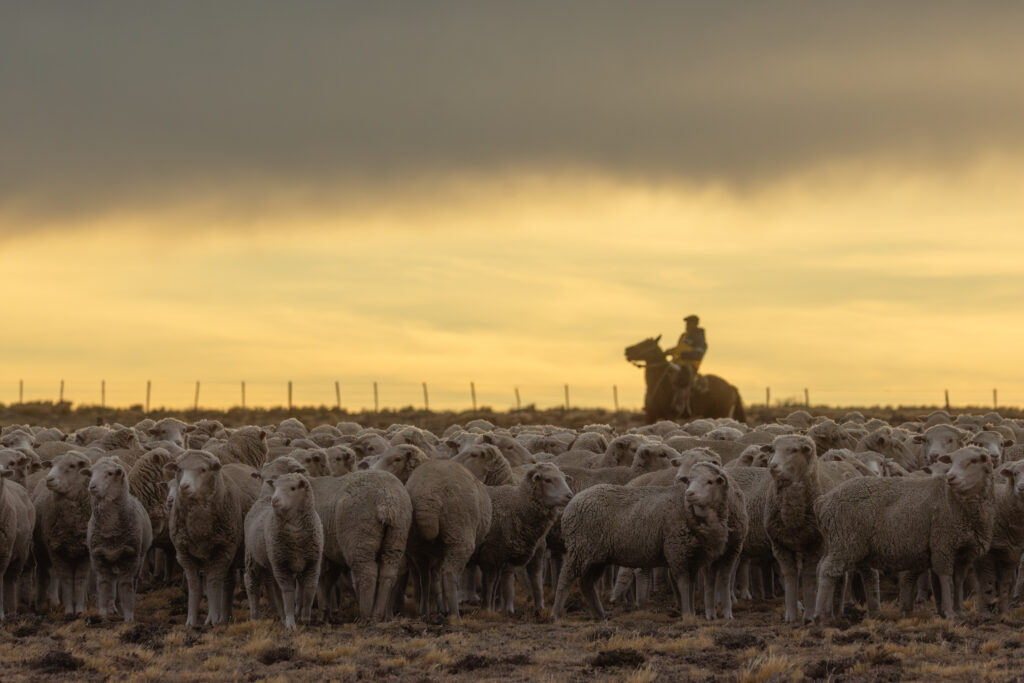 trashumancia en Patagonia