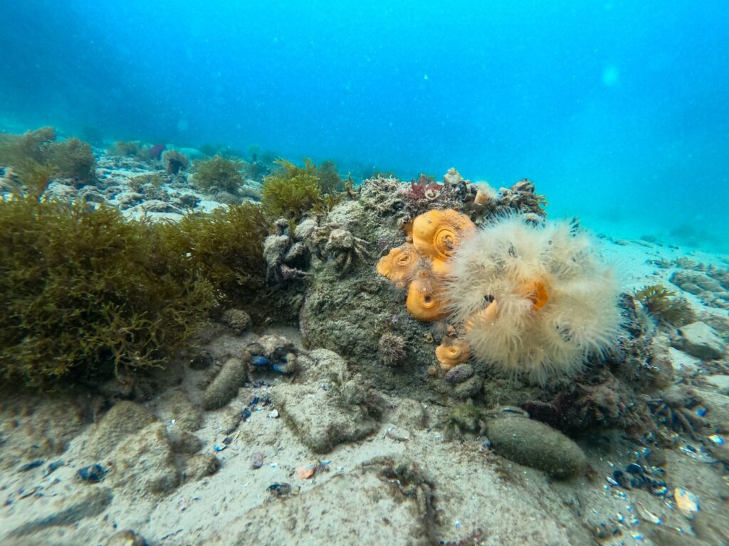 Monitoreo de biodiversidad marina