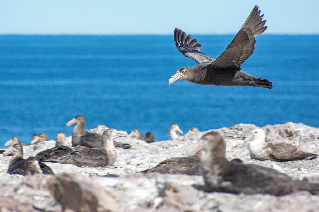 Monitoreo de biodiversidad marina