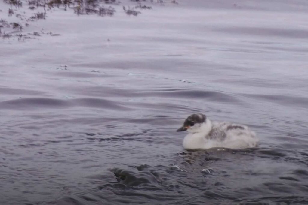 Rescate de macá tobiano en la meseta