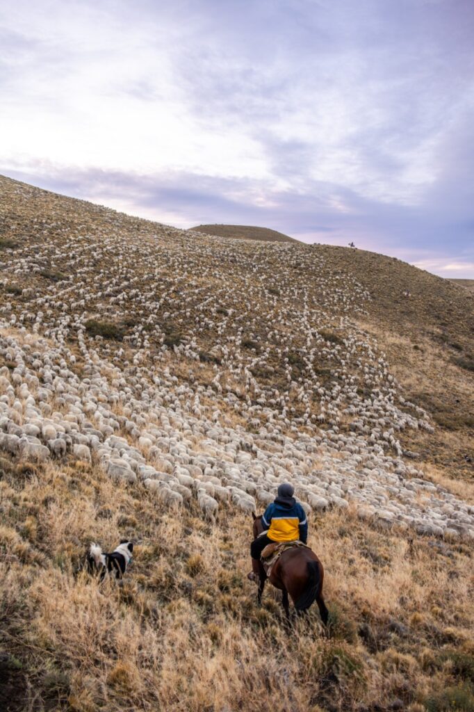 trashumancia en Patagonia