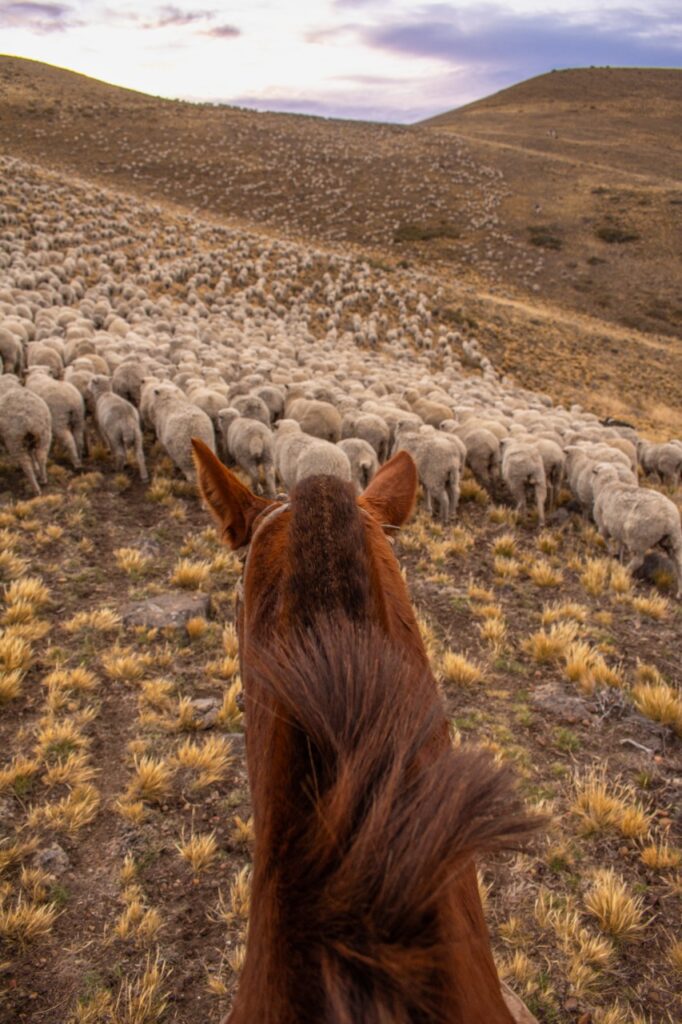 trashumancia en Patagonia