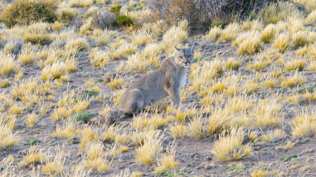 biodiversidad de la Patagonia en fotos