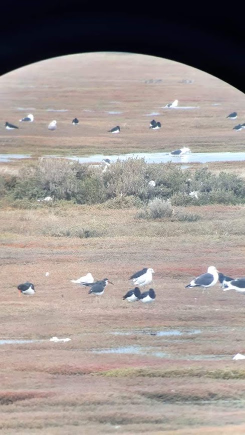 aves migratorias