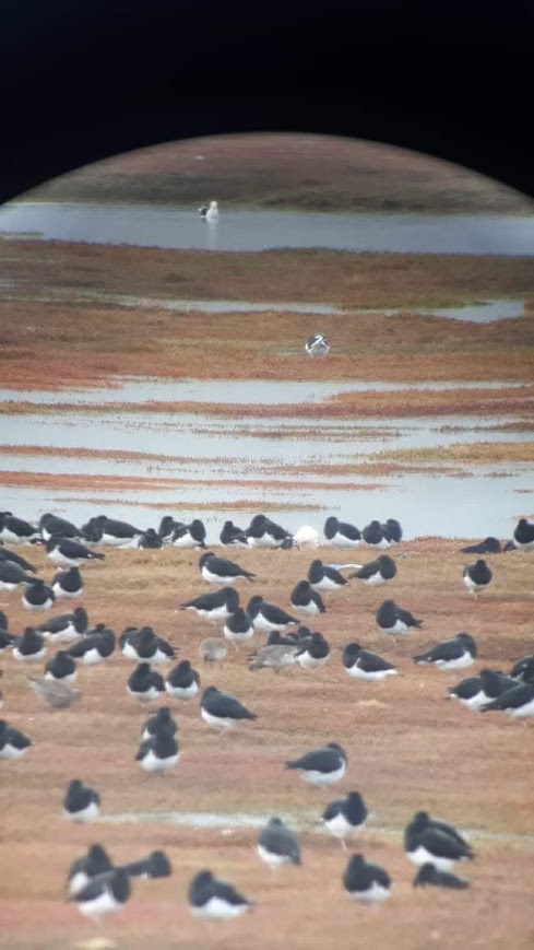 aves migratorias