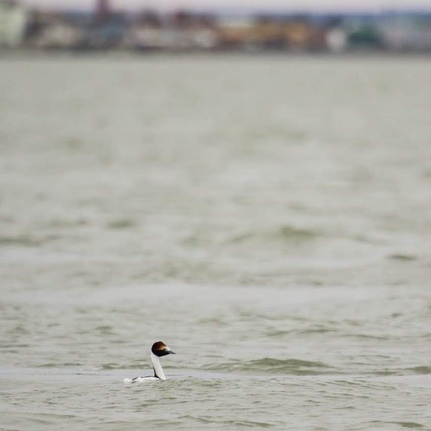 aves migratorias
