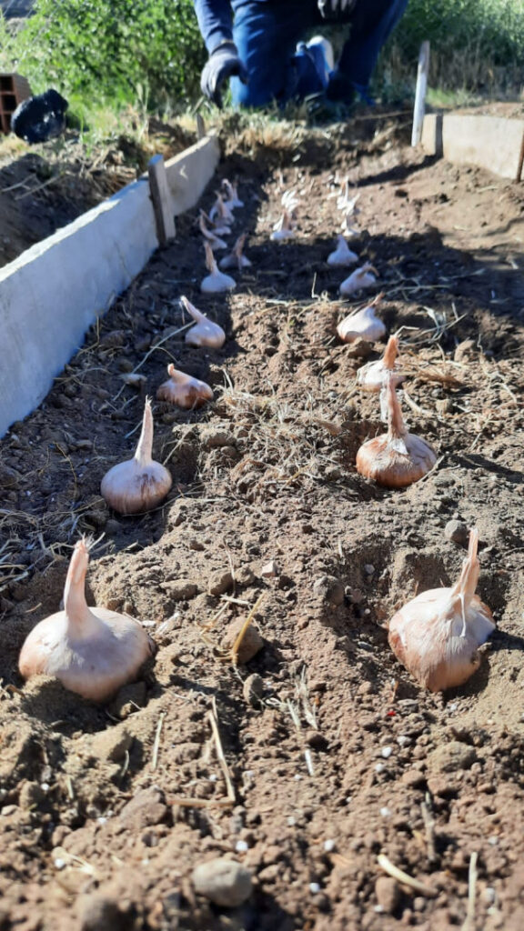 cultivo de azafrán en Caleta Olivia