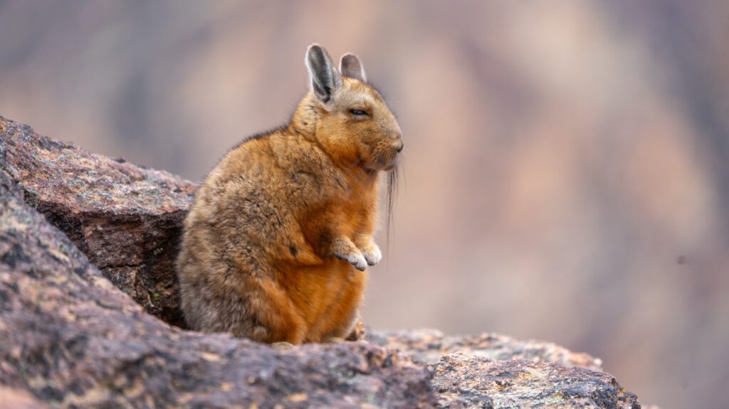 biodiversidad de la Patagonia en fotos