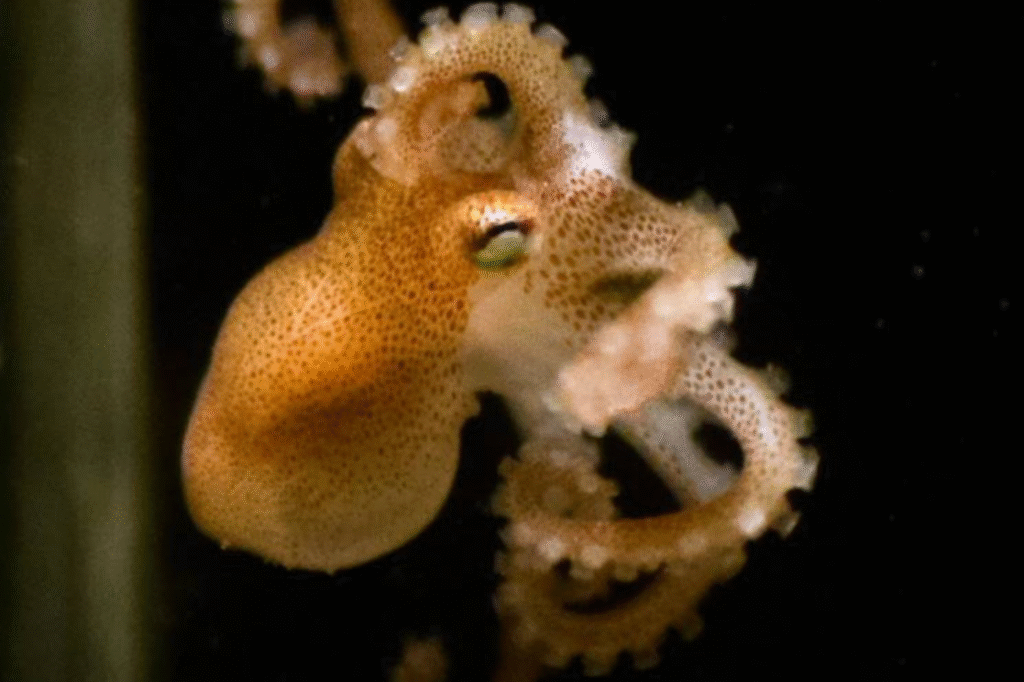 pulpo colorado cría en cautiverio