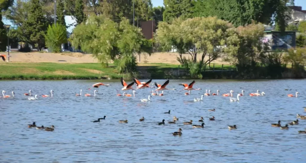 ataques a flamencos en Trelew