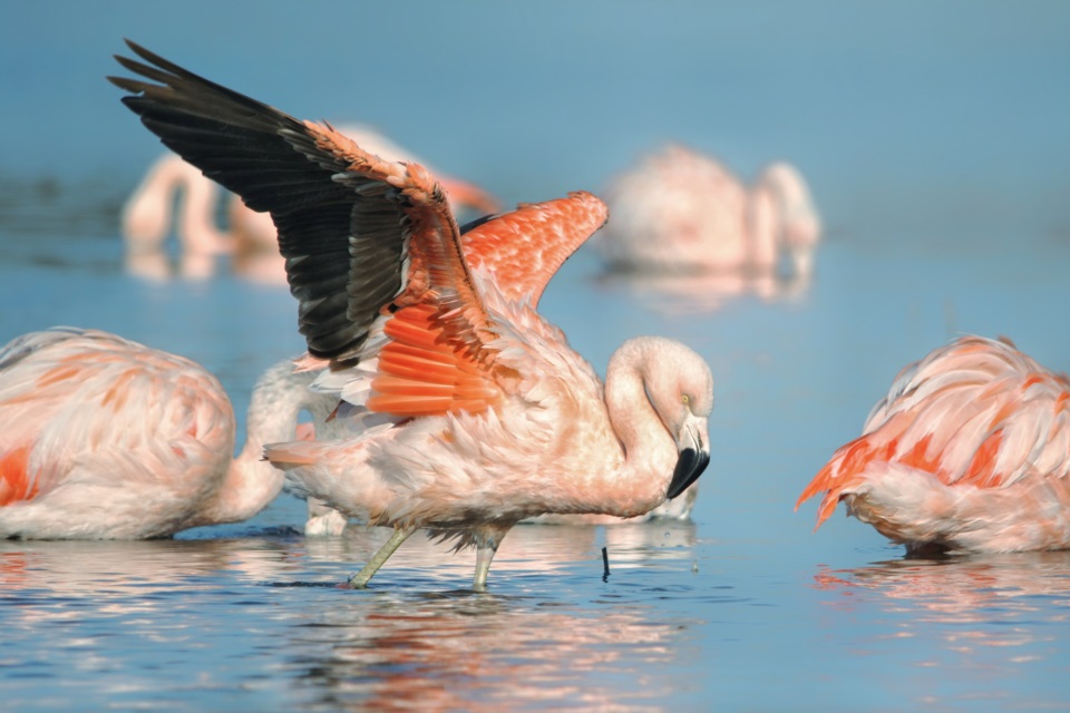ataques a flamencos en Trelew