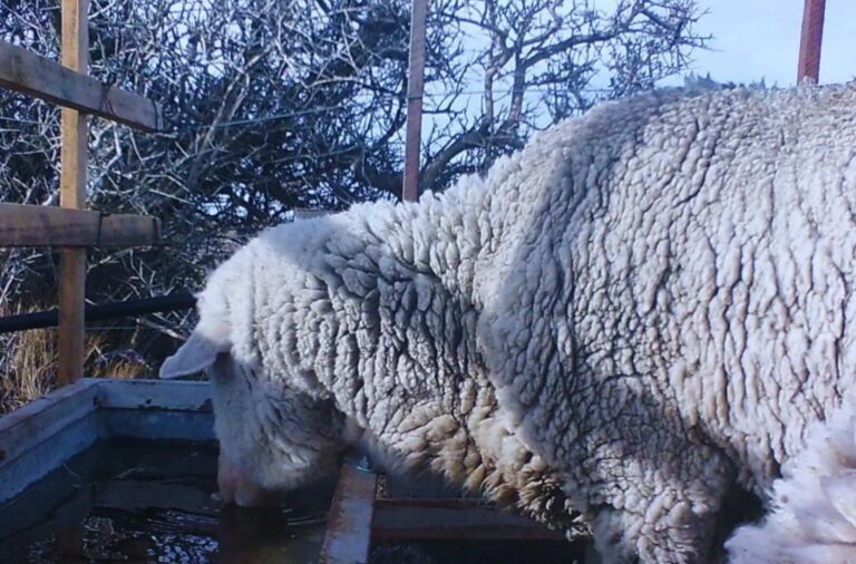 Cómo funciona el bebedero que resiste el invierno patagónico