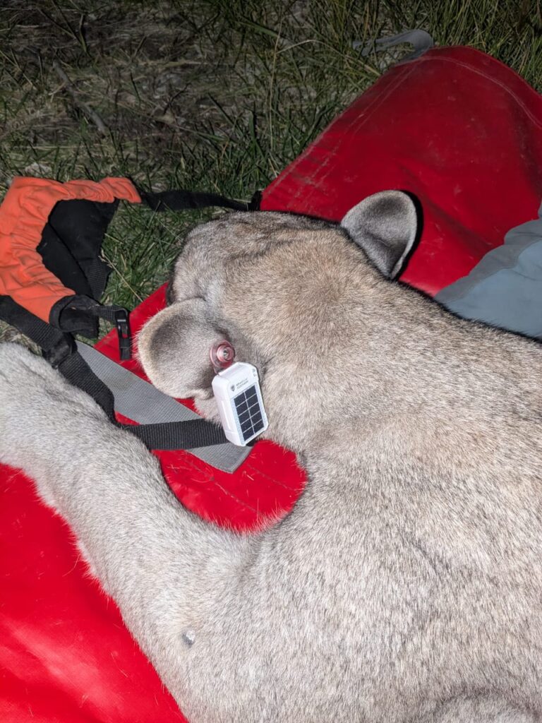 Caravanas y pumas jóvenes