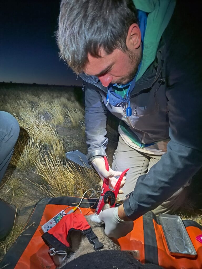 Caravanas y pumas jóvenes