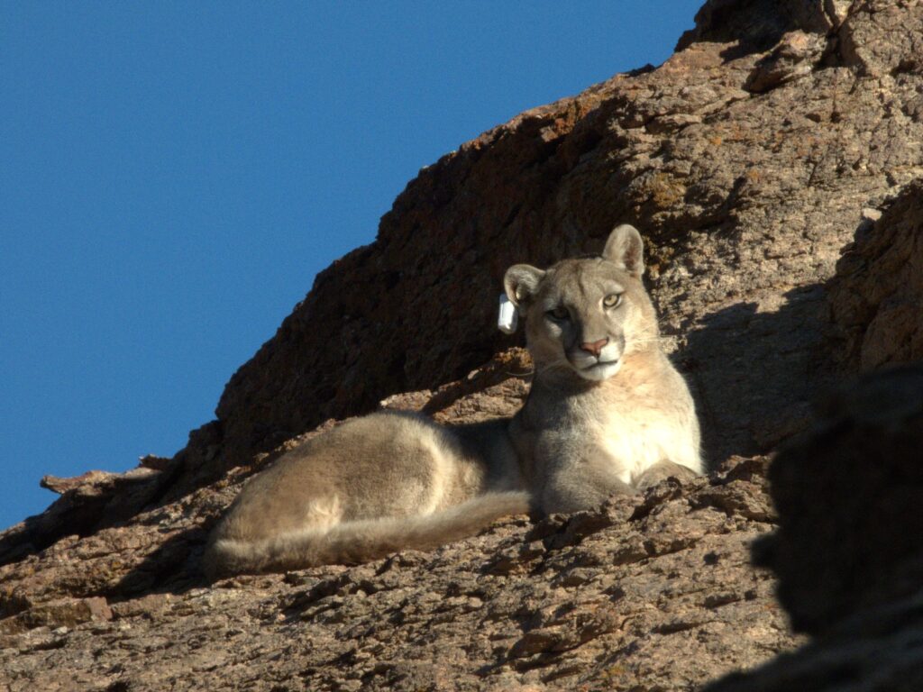 Caravanas y pumas jóvenes
