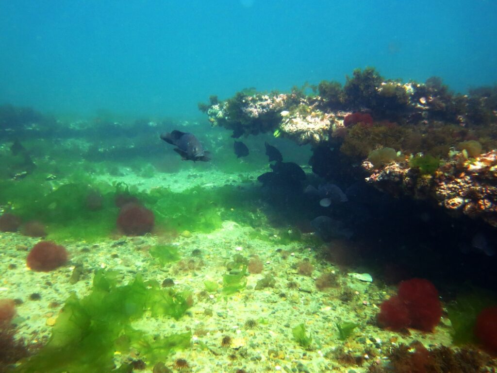 conservación del lecho marino