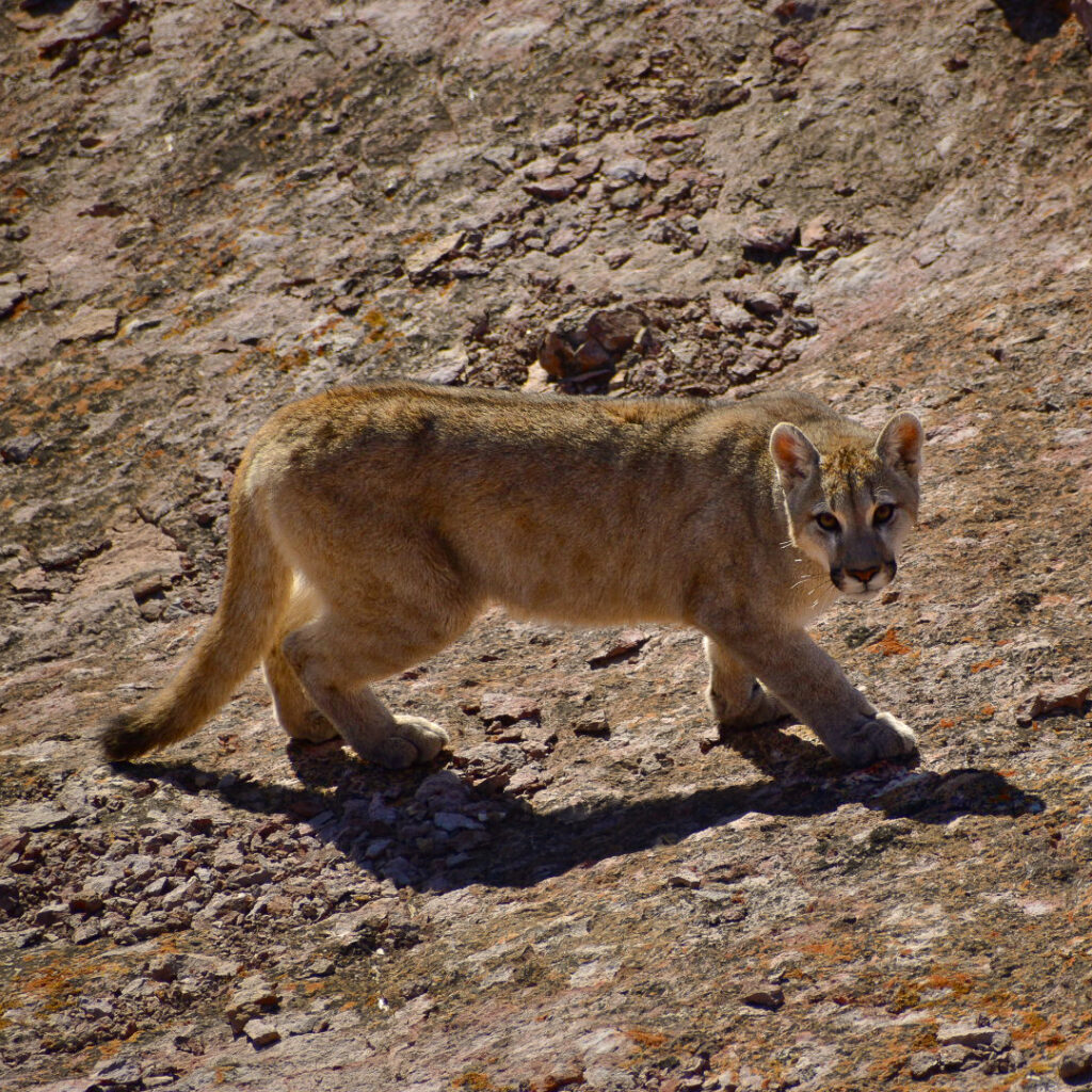 Facundo Epul pumas Parque Patagonia