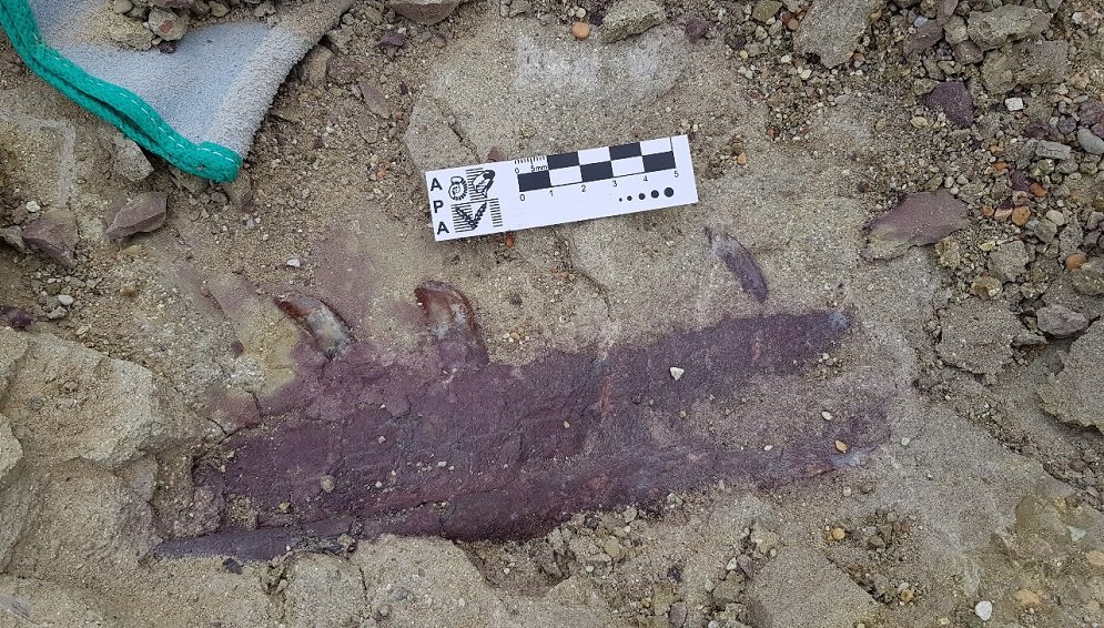 dinosaurio carnívoro en Chubut