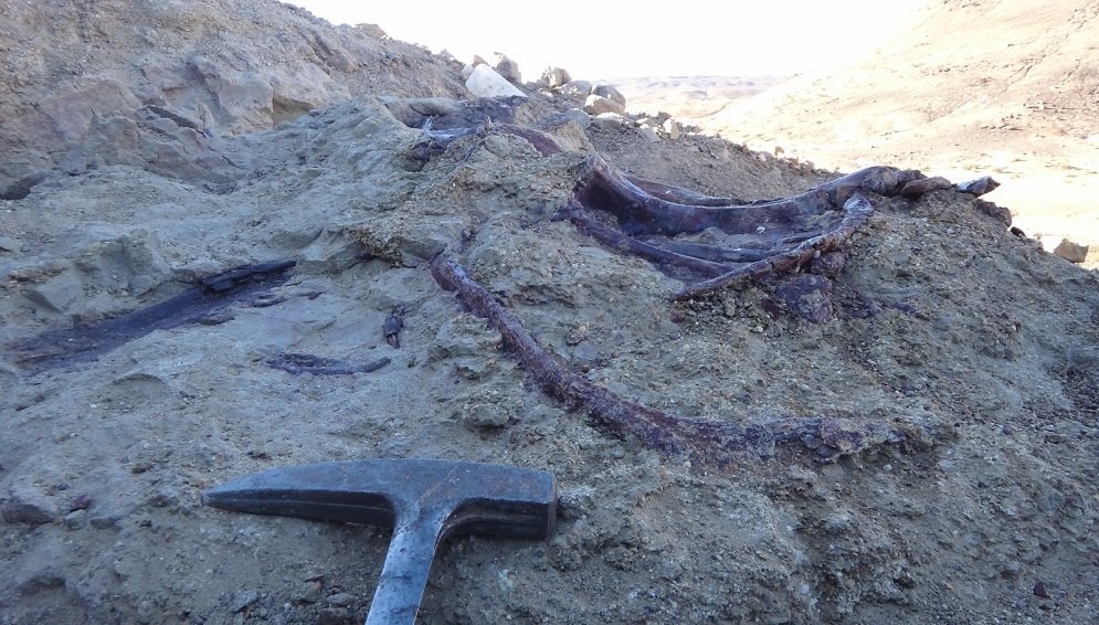 dinosaurio carnívoro en Chubut