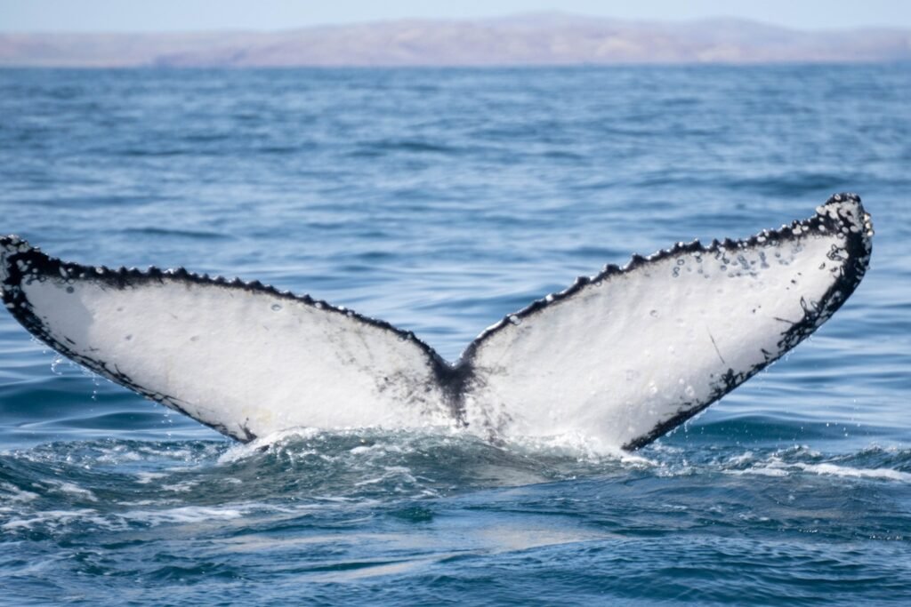 HappyWhale Chubut