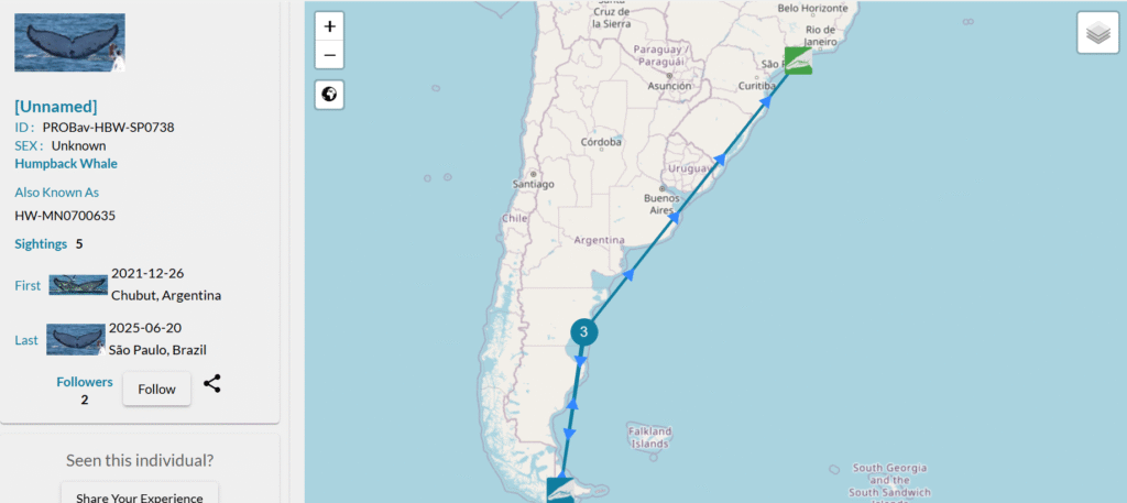 HappyWhale Chubut