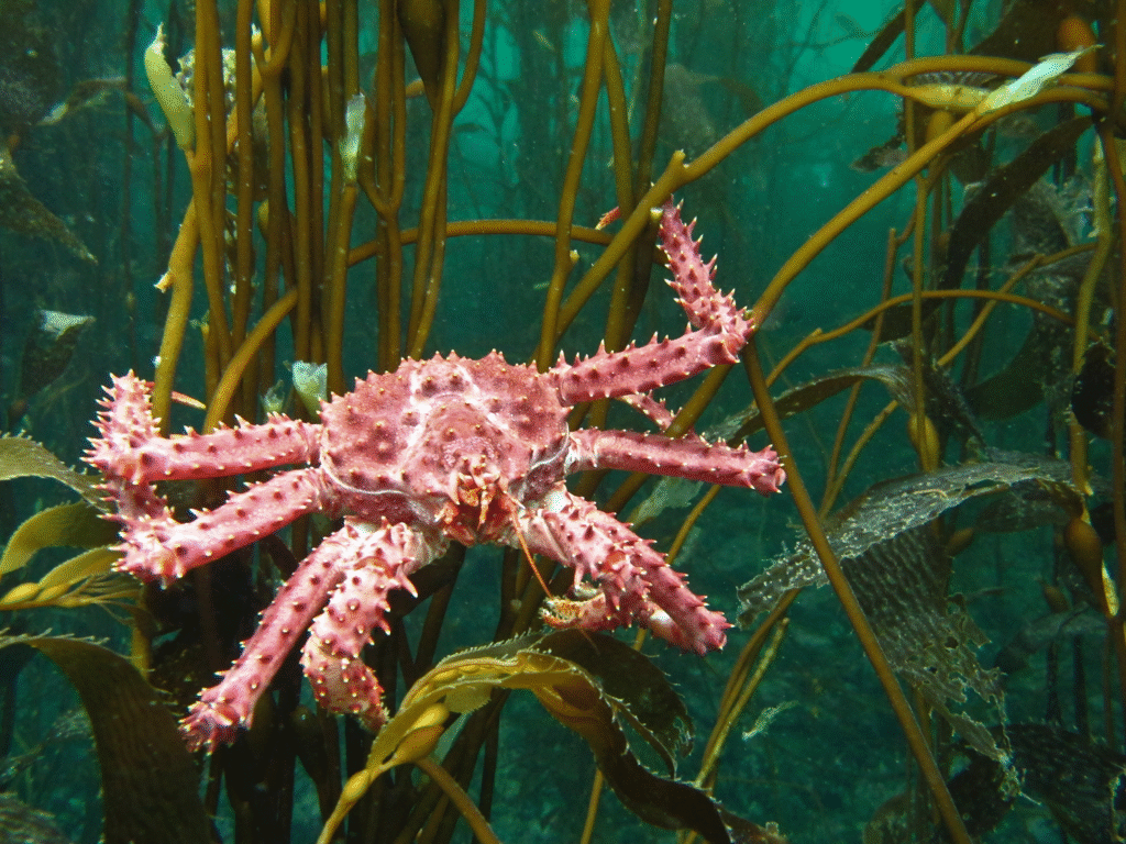 Camarones Patagonia
