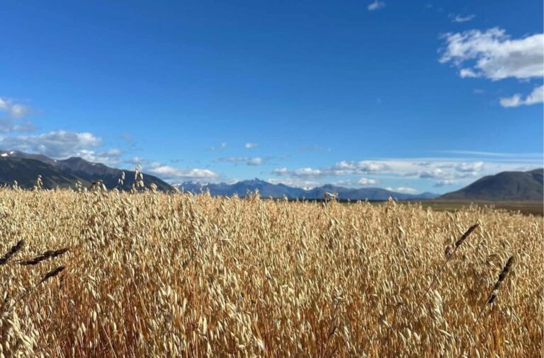 El Calafate cosecha un nuevo horizonte productivo con trigo y avena
