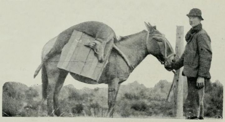 historia del huemul