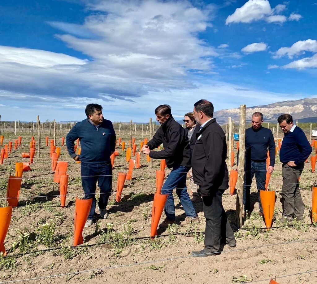 viñedo más austral