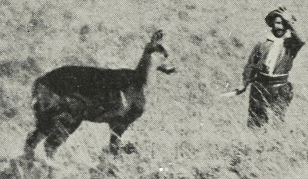 historia del huemul