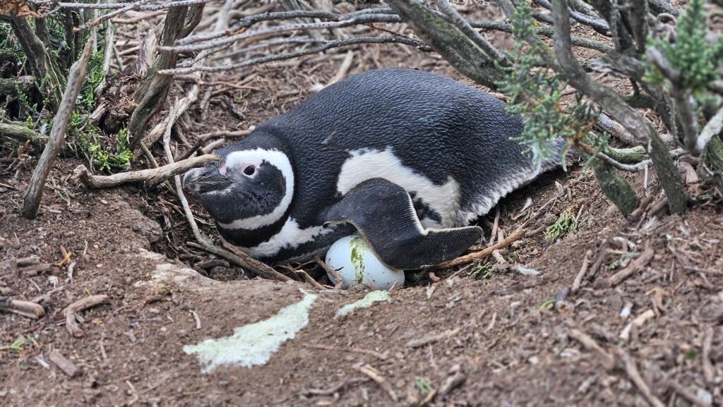 Pingüinos de Magallanes