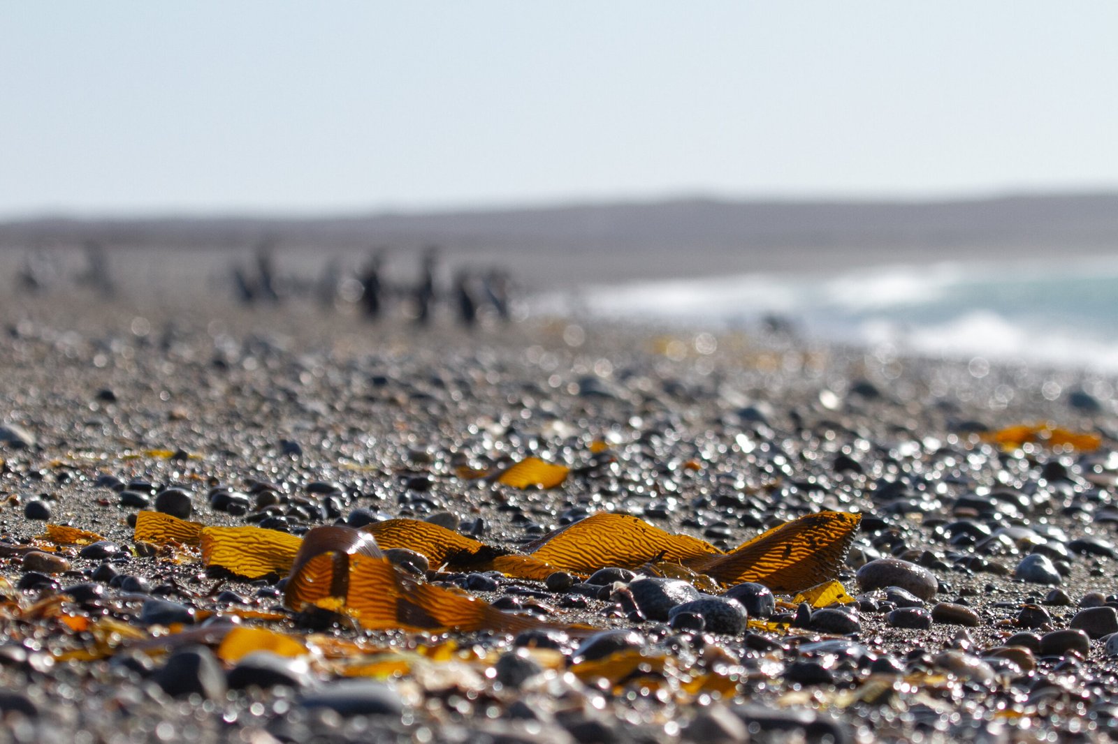 Pingüinos de Magallanes