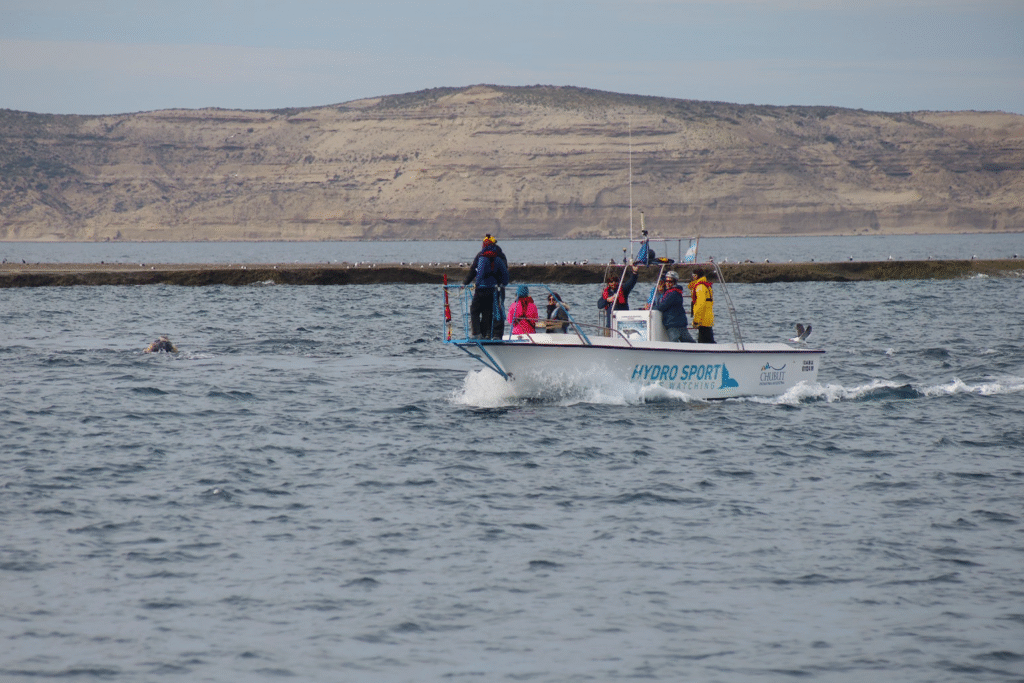 ballena franca austral