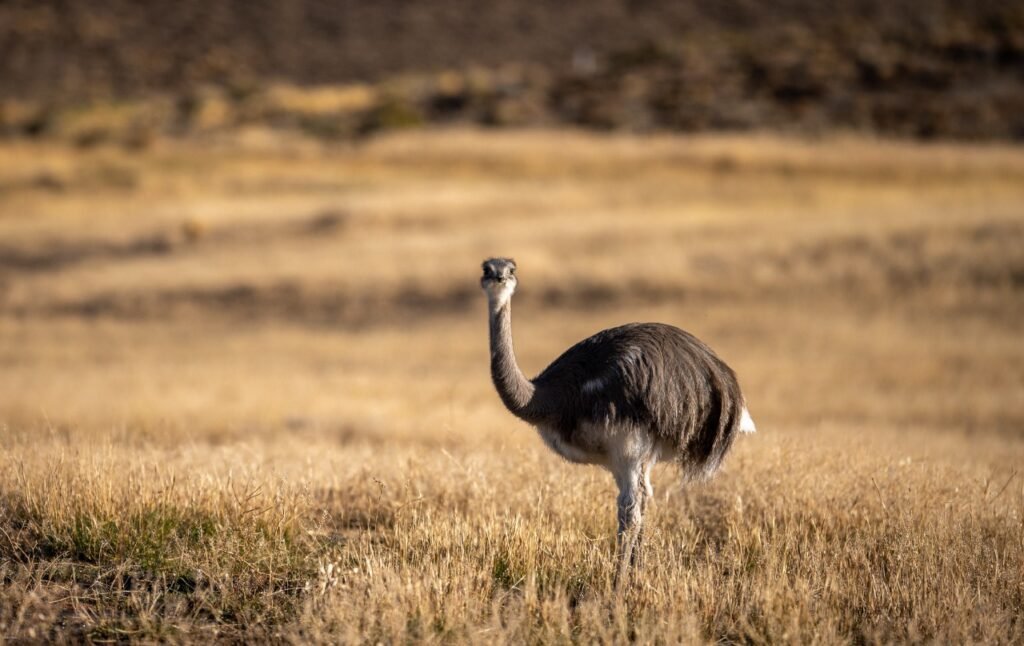 Rewilding Patagonia documental