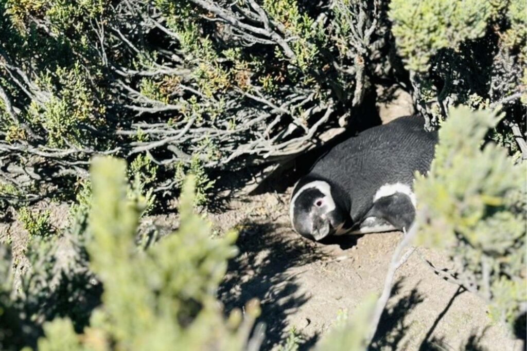 seguimiento de pingüinos