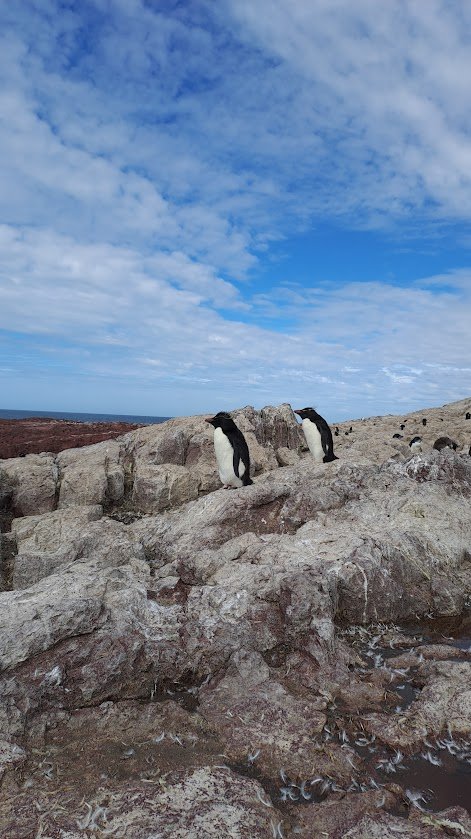 Isla Pingüino penacho amarillo