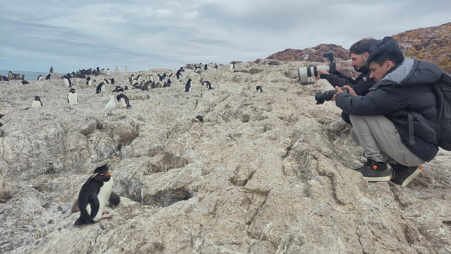 Isla Pingüino penacho amarillo