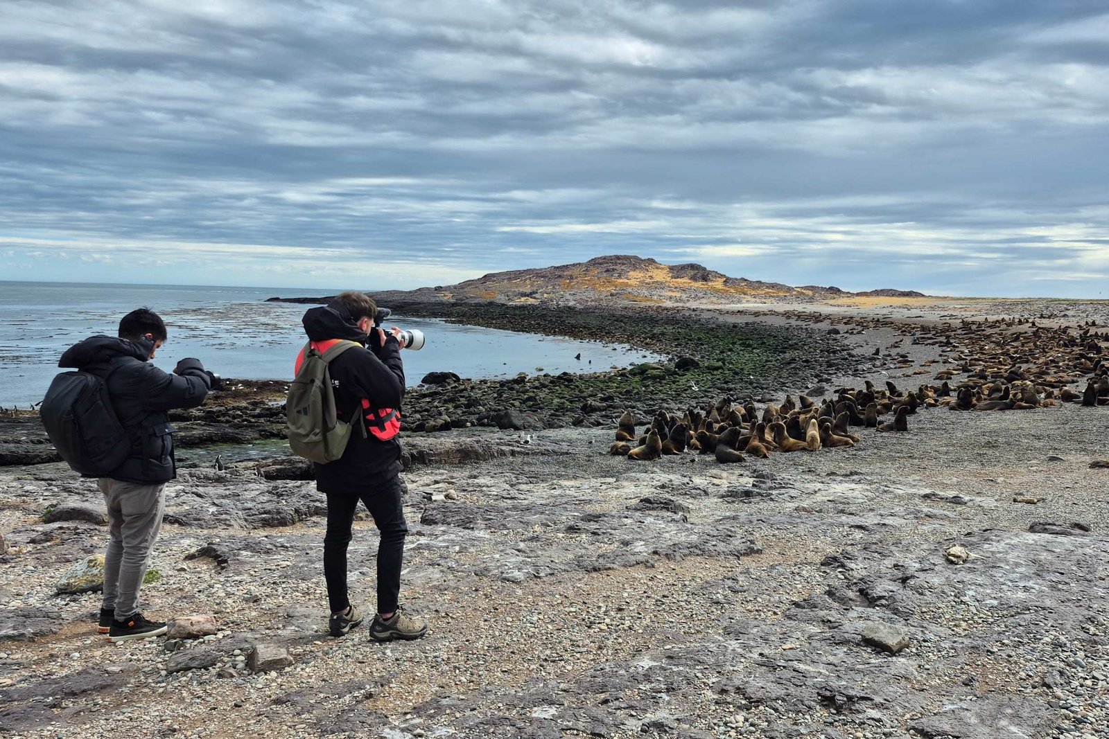 Isla Pingüino penacho amarillo