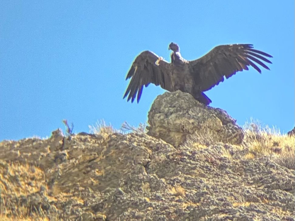 avistaje cóndor andino