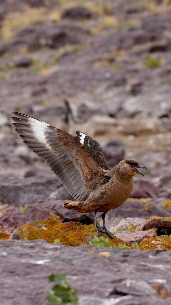 Isla Pingüino penacho amarillo