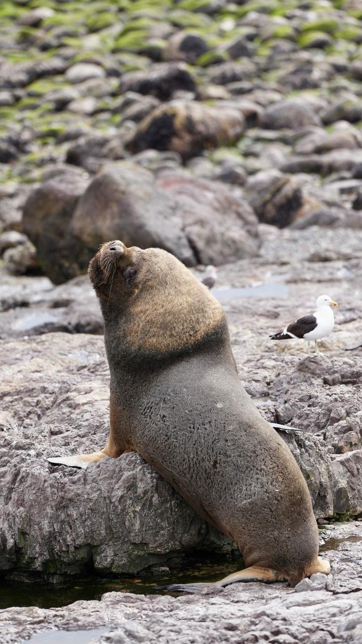 Isla Pingüino penacho amarillo