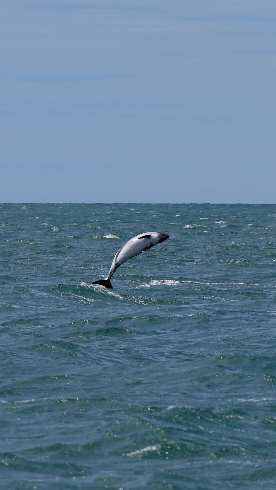 Isla Pingüino penacho amarillo