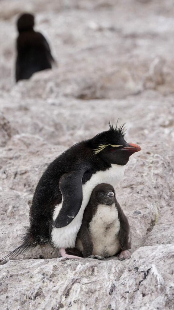 Isla Pingüino penacho amarillo
