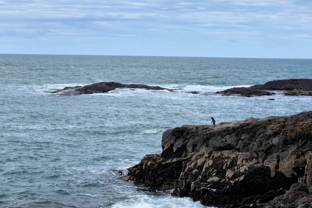 Isla Pingüino penacho amarillo